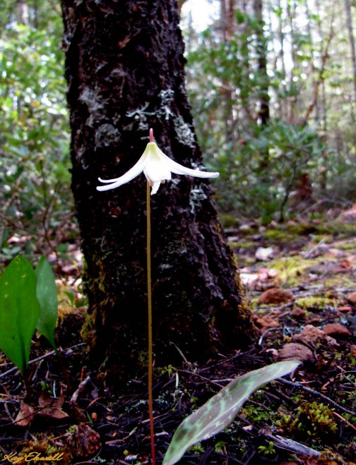 California Fawn Lily